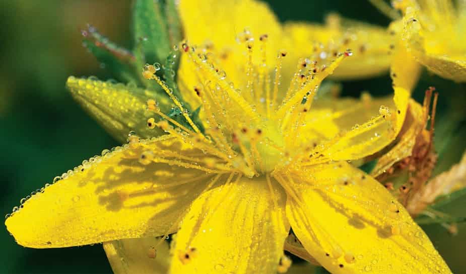 Sint-janskruid, gokkers hebben er baat bij