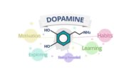 Changes in the addicted brain