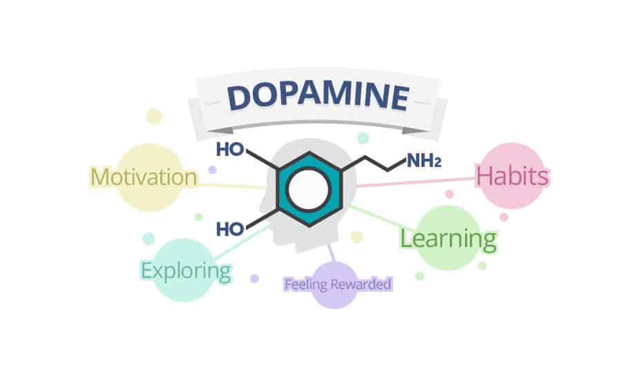 Dopamine brain