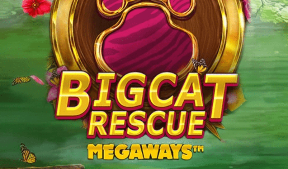 big rescue cat