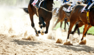 ZEturf lanceert de langverwachte V4-weddenschappen